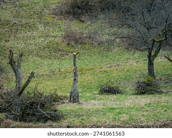 Radical pruning of fruit trees