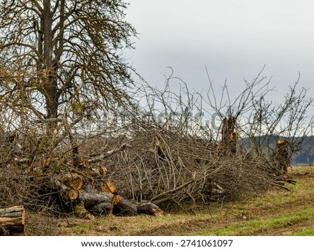 Radical pruning of fruit trees