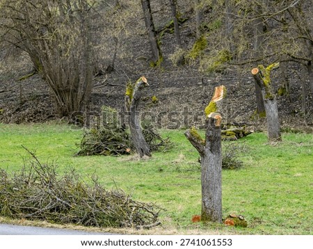 Radical pruning of fruit trees