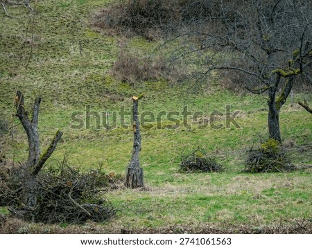 Radical pruning of fruit trees