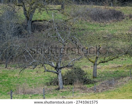 Radical pruning of fruit trees