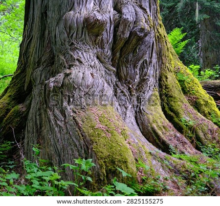 Radies Tree Massive Big Cedar Gnarly Trunk.  Ancient Forest Chunt'oh Whudujut Provincial Park Protected Area Cariboo Mountains British Columbia Canada