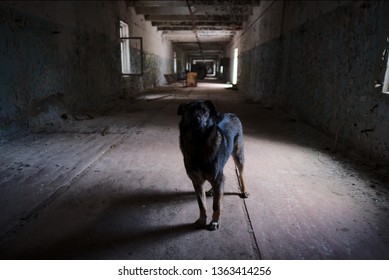 Radioactive Dogs Of Chernobyl - Ukraine 2018