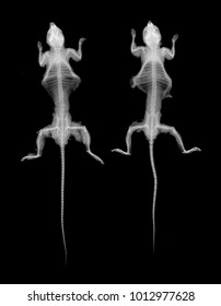  Radiographs Of Mouse Body