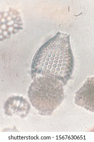 Radiolaria Shrew Under A Microscope