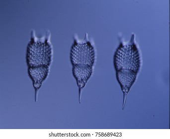 Radiolaria In Water