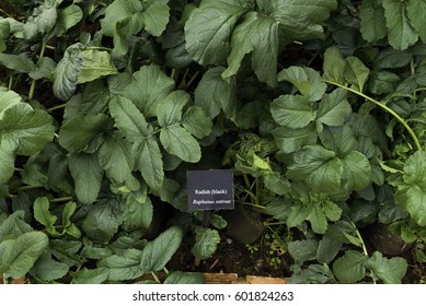 Radish Black Seedlings In The Garden In Spring