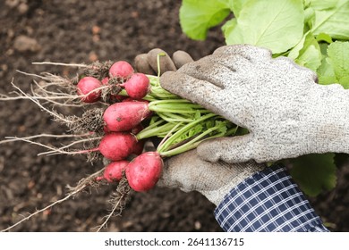 Radish bunch close up. Farmer hands harvesting organic fresh dirty radish harvest in soil ground in garden
