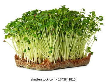 Radish daikon micro green sprouts isolated on white