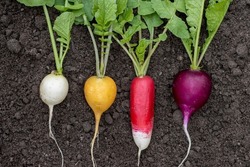 Radish Of Different Varieties White, Yellow, Red, Purple Lies On The Ground, Close-up Shot For A Farm Theme
