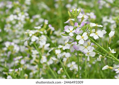 Radish Flower. small Radish blossom flowers. Closeup colorful radish flower with green leaves in the spring, spring blossom