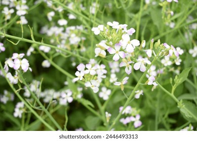 Radish Flower. small Radish blossom flowers. Closeup colorful radish flower with green leaves in the spring, spring blossom