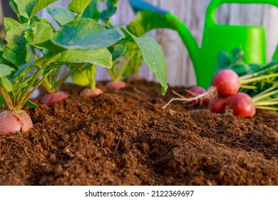Radish grows in the ground, radish is used for vegetable salads. Fresh harvest of radishes on a wooden background near the watering can.