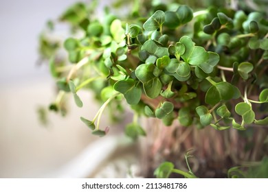 Radish microgreens. with seeds and roots. Germination of microgreens. Germination of seeds at home. Vegan and healthy food concept.