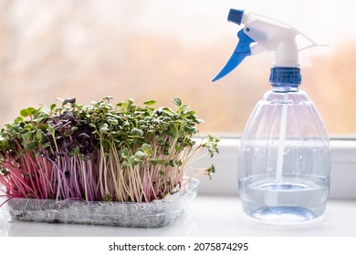 Radish microgreens and a spray bottle with water on the windowsill, growing green leafy vegetables at home, healthy eating concept.