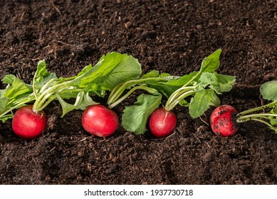 Radish Plant Growing On Soil