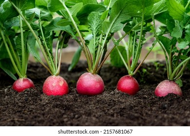 Radish plant growing in soil in garden. - Shutterstock ID 2157681067