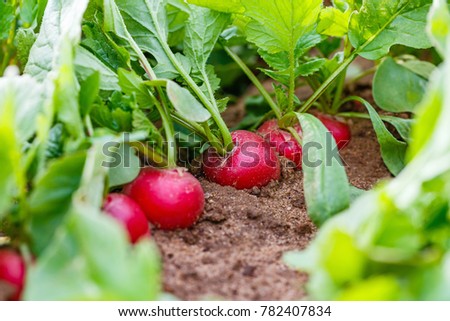 Radish plant in sandy soil, close up. Gardening  background with Radish  plants 