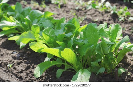 Radish Or Raphanus Sativus, Cultivated Radish, Daikon, Radish. Spring Vegetable In The Garden. Growing Seedlings.