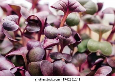 Radish sango microgreens with purple leaves close-up.The concept of healthy eating,vegan concept.Home gardening.Natural background.Selective focus with shallow depth of field.