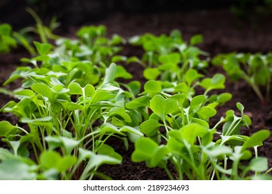 Radish Seedling Close-up In The Ground