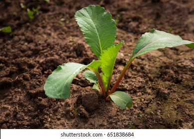 Radish Seedling On Ground.