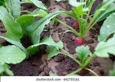 Radish Seedlings Close Up