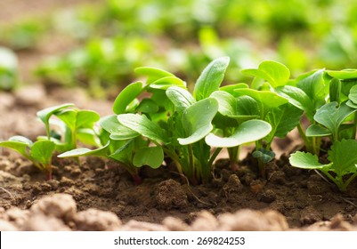 Radish Seedlings In The Garden In Spring