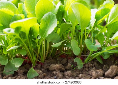 Radish Seedlings In The Garden In Spring