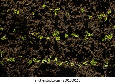 Radish Seedlings In The Garden Top View