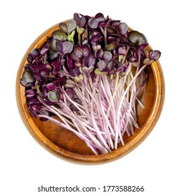 Radish seedlings with red leaves in wooden bowl. Sprouts of Raphanus sativus, an edible root vegetable. Young plants and microgreen. Isolated on white background close up from above, macro food photo.
