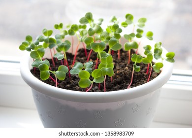 Radish seedlings in white pot. Green seedlings aromatic herb, young plants, leaves, indoor gardening.  - Shutterstock ID 1358983709