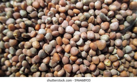 Radish Seeds