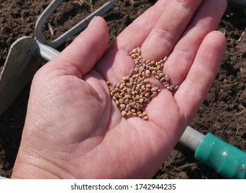 Radish Seeds In A Female Hand On The Background Of Cultivated Soil And Garden Tool. Planting Radishes. Close-up. Top View. 