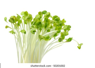 Radish Sprout, Isolated On White