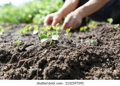 Radish Sprout On The Garden Bed