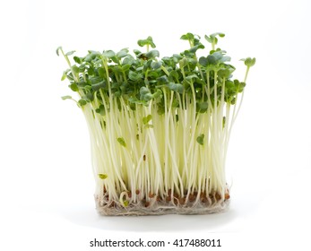 Radish Sprouts