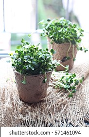 Radish Sprouts 