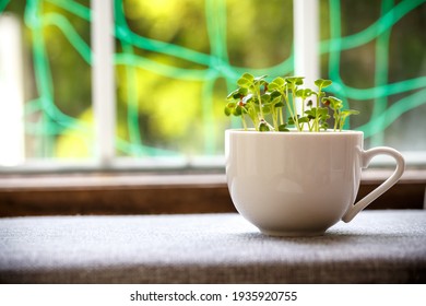 Radish sprouts grown in the room - Shutterstock ID 1935920755