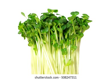 radish sprouts isolated