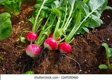 Radishes Harvest In An Orchard At Urban Garden Radish Plants