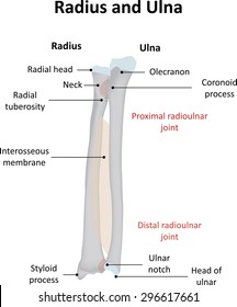 Ulna Stock Images, Royalty-Free Images & Vectors ...