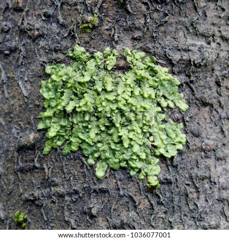 Radula complanata, a cannabinoid moss
