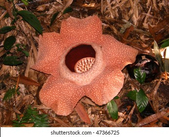 Rafflesia Arnoldi