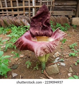 Rafflesia arnoldi "bunga suweg" flowers are big and smell bad - Shutterstock ID 2239094937