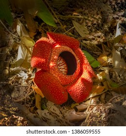 Rafflesia Arnoldi, Close Up. Borneo, Malaisya