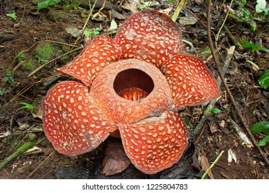 Rafflesia Arnoldi Flower