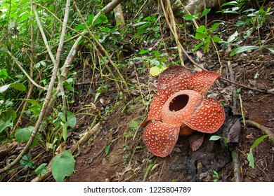 Rafflesia Arnoldi Flower