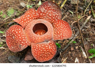 Rafflesia Arnoldi Flower