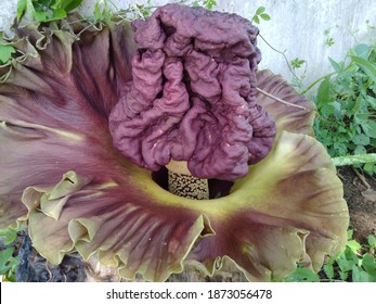 Rafflesia Arnoldi Flower Which Has A Very Strong Odor